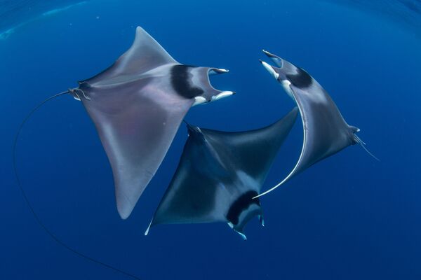 Au fond de l’océan: les meilleures photos sous-marines de l’année - Sputnik Afrique