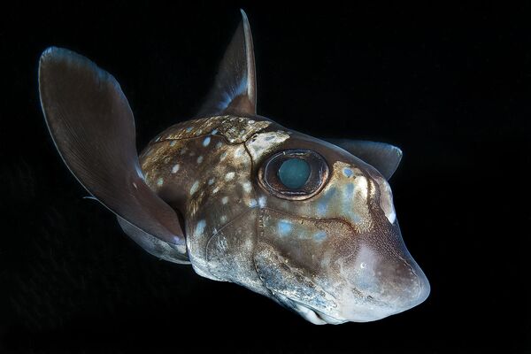 Au fond de l’océan: les meilleures photos sous-marines de l’année - Sputnik Afrique