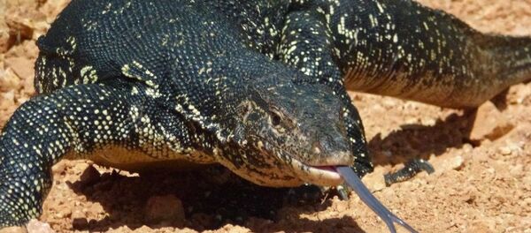 Une touriste belge victime d’un varan géant en Thaïlande - Sputnik Afrique