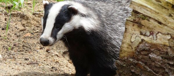 Un blaireau - Sputnik Afrique