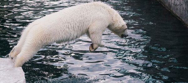 White bear in the Moscow Zoo - Sputnik Afrique