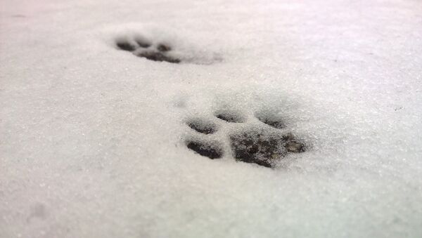 Empreintes laissées par un chat dans la neige - Sputnik Afrique