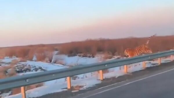 Un tigre traverse une route tout près des voitures dans l’Extrême-Orient russe - Sputnik Afrique
