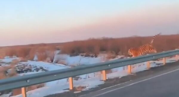 Un tigre traverse une route tout près des voitures dans l’Extrême-Orient russe Un tigre traverse une route tout près des voitures dans l’Extrême-Orient russe - Sputnik Afrique