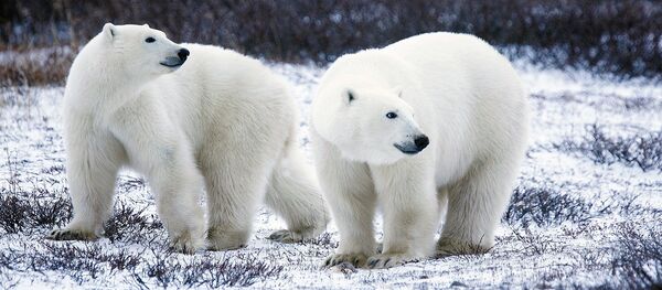 белый медведь белый медведь - Sputnik Afrique