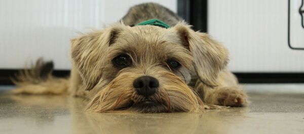 Un chien - Sputnik Afrique