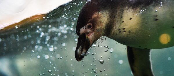 Пингвин Гумбольдта в Московском зоопарке - Sputnik Afrique