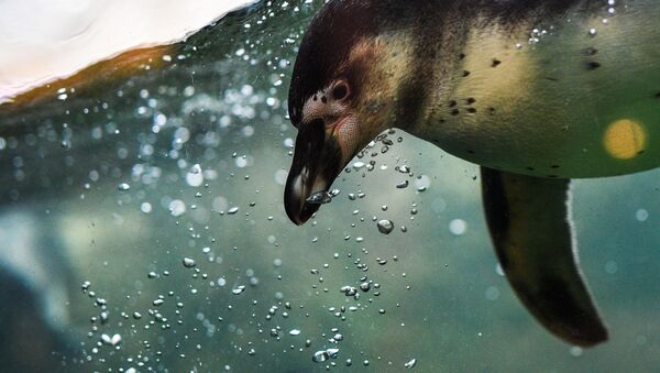 Пингвин Гумбольдта в Московском зоопарке - Sputnik Afrique