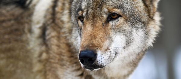 Loup - Sputnik Afrique