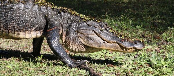 Un alligator - Sputnik Afrique