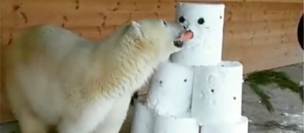 Un ours polaire amateur de bonhommes de neige - Sputnik Afrique