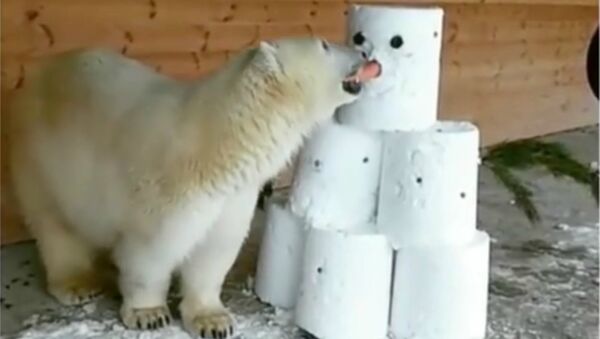 Un ours polaire amateur de bonhommes de neige - Sputnik Afrique