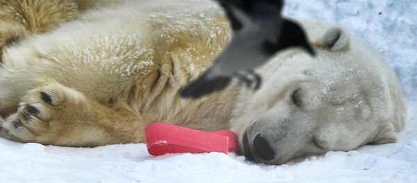 Un ours polaire - Sputnik Afrique