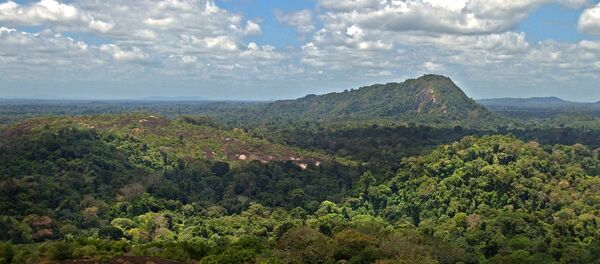 Forêt amazonienne - Sputnik Afrique
