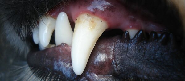 Dents de chien - Sputnik Afrique