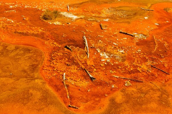 Une colonie de bactéries thermophiles des sources chaudes de Yellowstone Une colonie de bactéries thermophiles des sources chaudes de Yellowstone - Sputnik Afrique