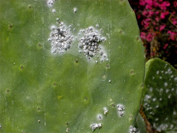 Une cochenille sur un cactus Une cochenille sur un cactus - Sputnik Afrique