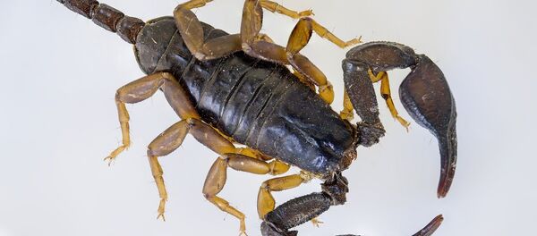 Scorpion - Sputnik Afrique