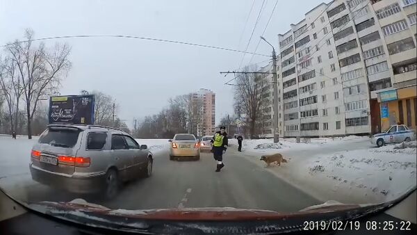 Un policier de la route aide un chien à traverser une rue - Sputnik Afrique