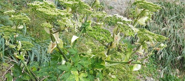 Ashitaba Ashitaba - Sputnik Afrique