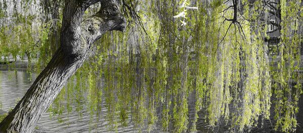Un saule pleureur - Sputnik Afrique