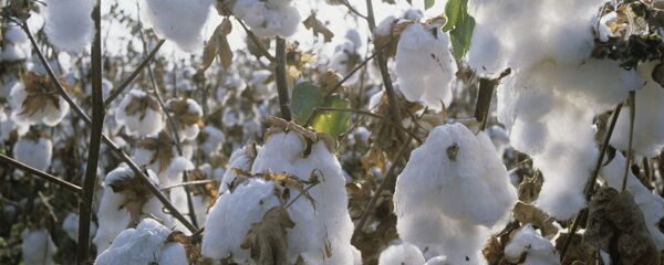 Coton - Sputnik Afrique