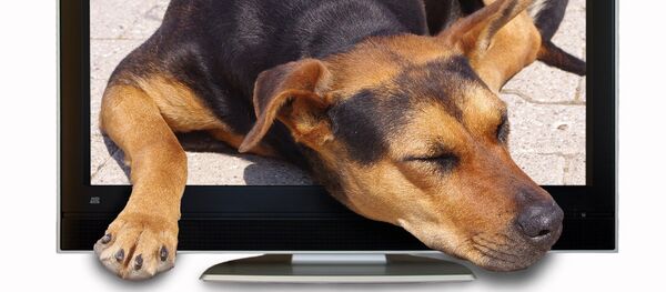 Un chien et un poste de télévision - Sputnik Afrique
