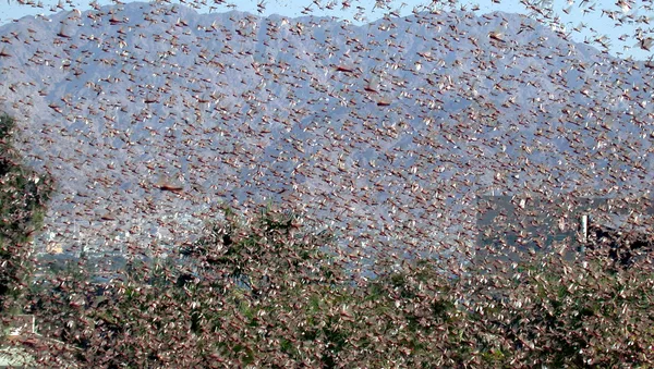 Invasion de criquets (image d'illustration) - Sputnik Afrique