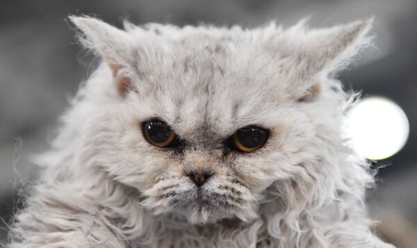 Pourquoi sommes-nous fous des chats et des chiens? L'explication scientifique Pourquoi sommes-nous fous des chats et des chiens? L'explication scientifique - Sputnik Afrique