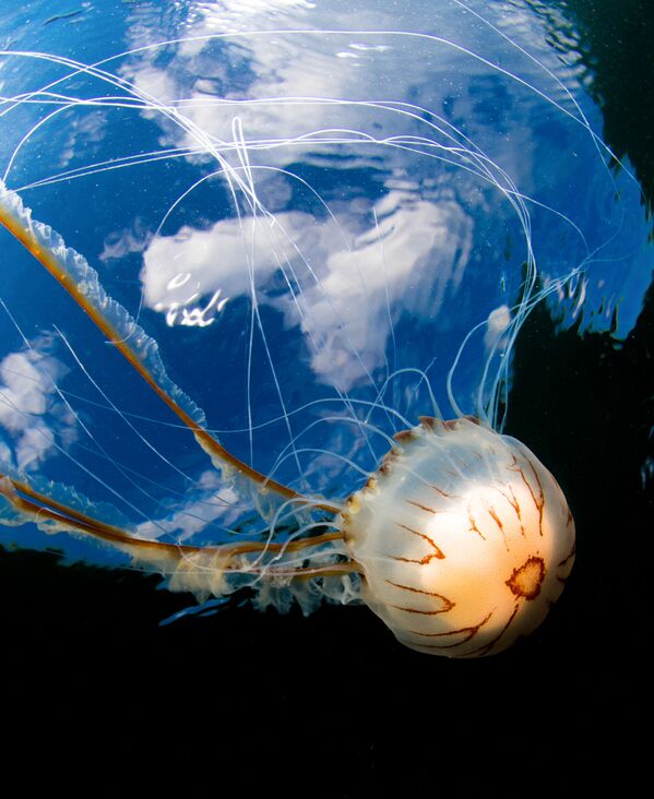 Lauréats du concours de photographie sous-marine Underwater Photographer of the Year 2019 - Sputnik Afrique