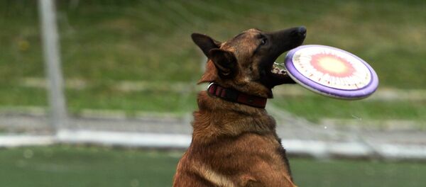 Un malinois - Sputnik Afrique