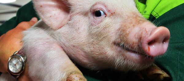 Un petit cochon, image d'illustration - Sputnik Afrique