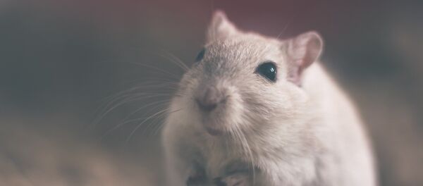 Un rat - Sputnik Afrique