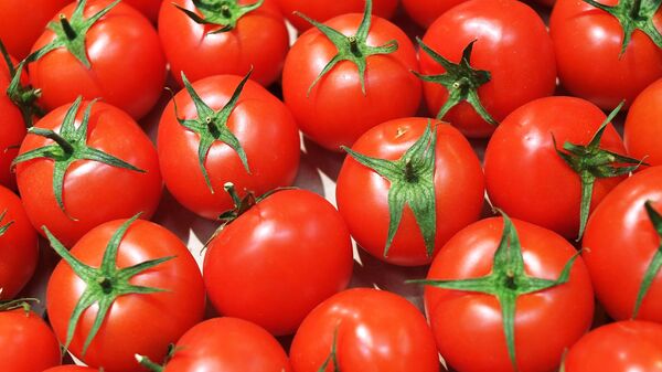 Les agriculteurs français enragent contre la tomate marocaine