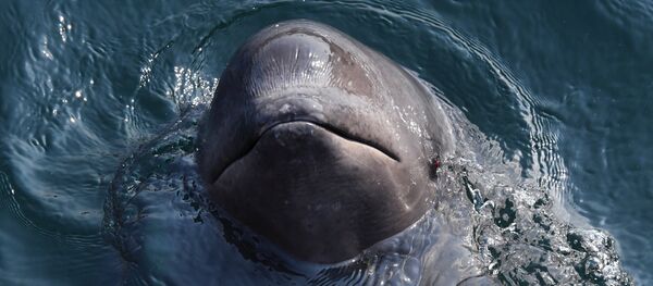 Une orque - Sputnik Afrique