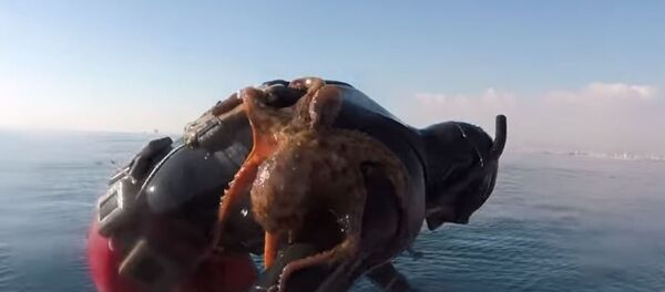 Octopus Clinges to Italian Diver's Back - Sputnik Afrique