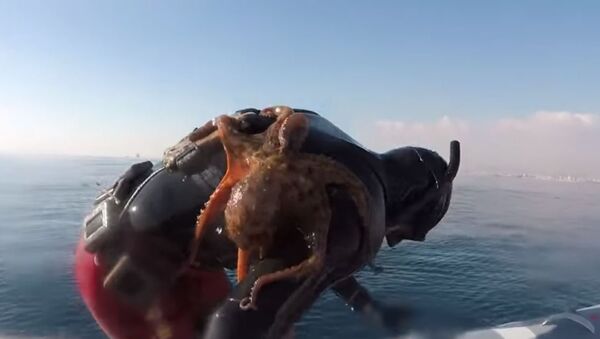 Octopus Clinges to Italian Diver's Back - Sputnik Afrique