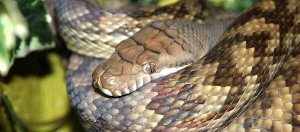 Un python améthyste - Sputnik Afrique