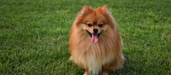 Un spitz Un spitz - Sputnik Afrique