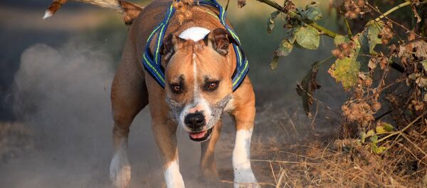 un American Staffordshire terrier un American Staffordshire terrier - Sputnik Afrique