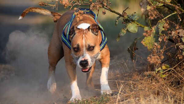 un American Staffordshire terrier  - Sputnik Afrique