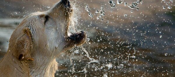 Un labrador - Sputnik Afrique