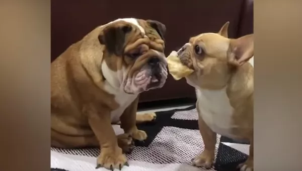Un bouledogue français taquine son ami avec un snack - Sputnik Afrique