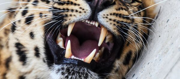 Un léopard - Sputnik Afrique