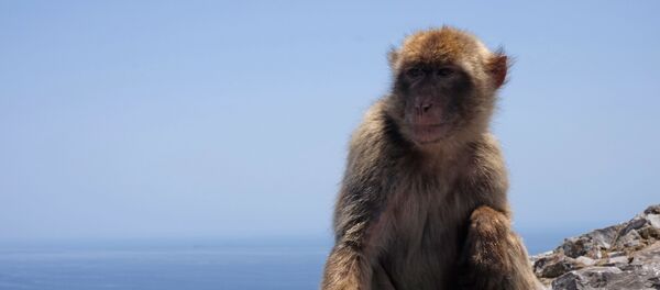 Un singe (image d'illustration) - Sputnik Afrique