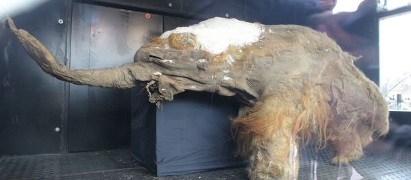 Mamouth Yuka - Sputnik Afrique