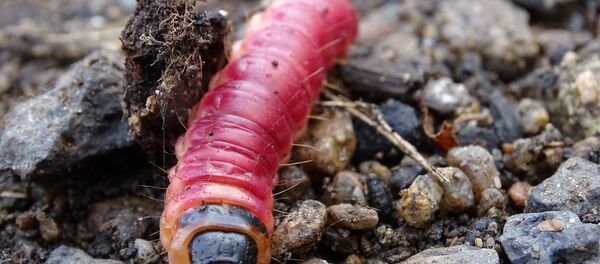 Un asticot - Sputnik Afrique