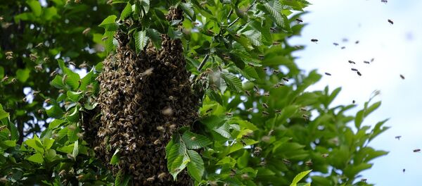 Une ruche d'abeilles sauvages - Sputnik Afrique