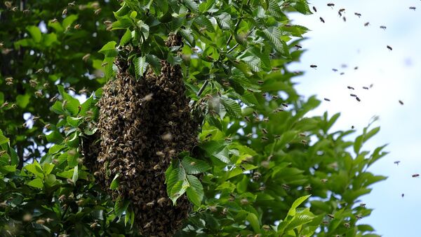 Une ruche d'abeilles sauvages - Sputnik Afrique