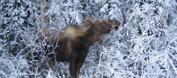 Élan Élan - Sputnik Afrique